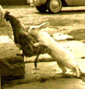 Huhn___Kanninchen.jpg